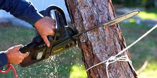 Best Lawn Mowing  in Los Ranchos, CA