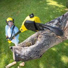 Best Lot and Land Clearing  in Los Ranchos, CA