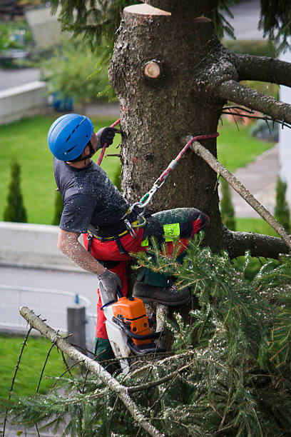 Best Lawn Irrigation Installation and Maintenance  in Los Ranchos, CA