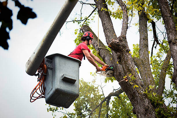 Best Seasonal Cleanup (Spring/Fall)  in Los Ranchos, CA